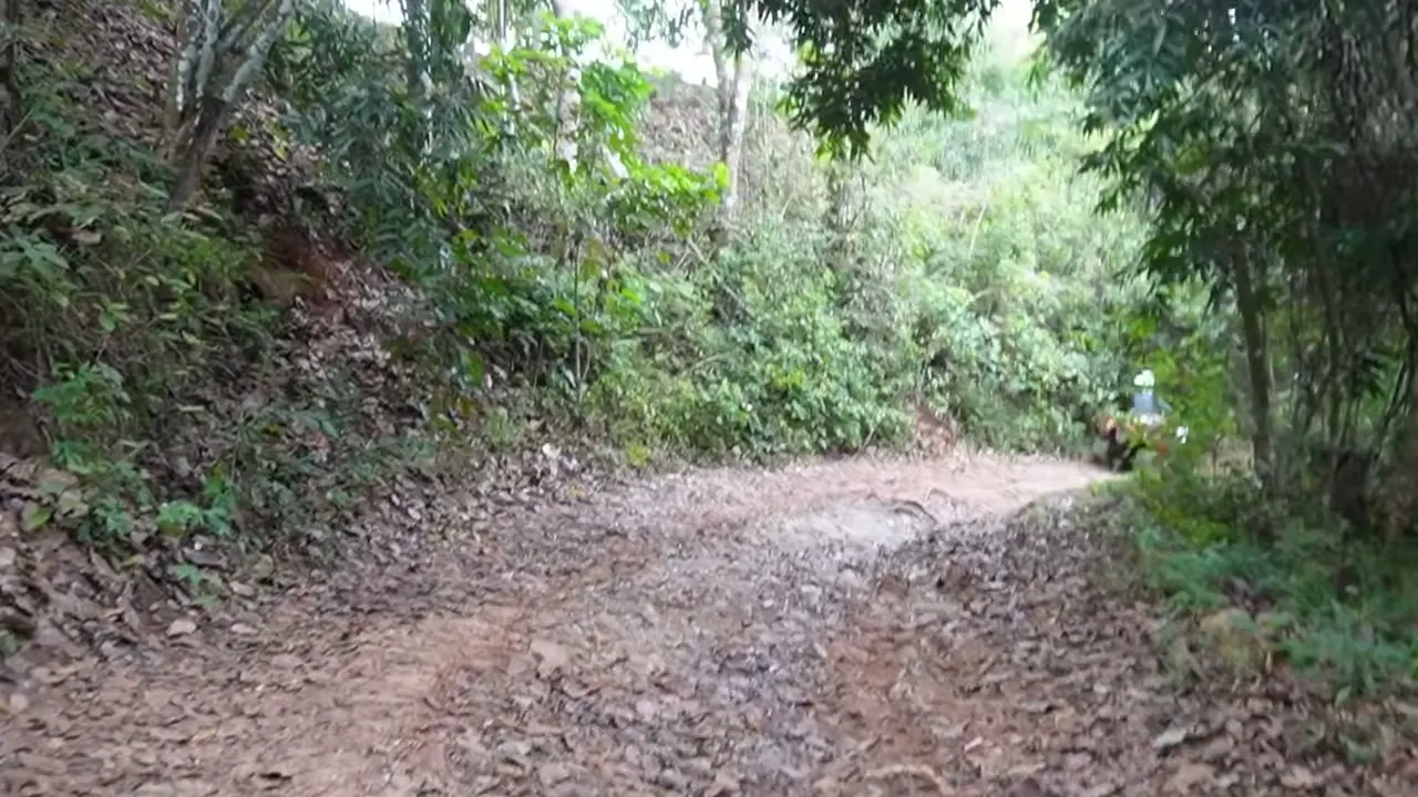 Inicio de la ruta hacia El Chorro: camino de terracería rodeado de selva