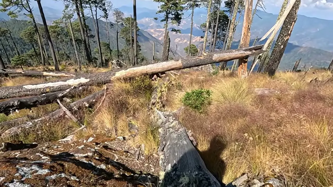 Troncos caídos y zonas taladas en las laderas del Teotepec